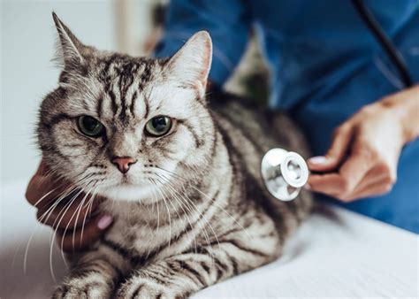 Perawatan Kesehatan Umum untuk Kucing
